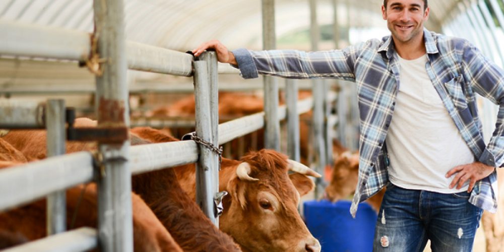 Améliorer la gestion et la productivité de votre élevage de bovins grâce à un audit adapté